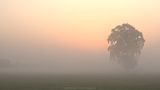 Orange mist