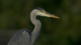 Ardea Cinerea / Blauwe Reiger / Grey Heron