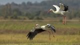 Ciconia ciconia / Ooievaar / White Stork