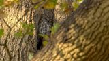 Strix aluco / Bosuil / Tawny owl