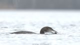Gavia Immer / IJsduiker / Common Loon