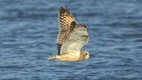 Asio flammeus / Velduil / Short-eared owl