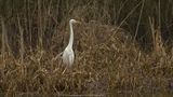Egretta Alba / Grote Zilverreiger / Great White Heron
