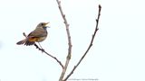Luscinia svecica / Blauwborst / Bluethroat