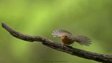 R6II0983-Roodborst.jpg