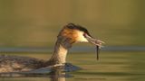 Podiceps Cristatus / Fuut / Great Crested Grebe