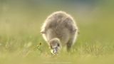 Anser anser / Grauwe gans / Greylag Goose
