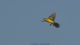 Motacilla flava / Gele kwikstaart / Blue-headed Wagtail