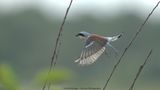 Lanius collurio / Grauwe Klauwier / Red-backed Shrike