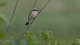 Lanius collurio / Grauwe Klauwier / Red-backed Shrike