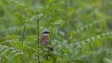 Lanius collurio / Grauwe Klauwier / Red-backed Shrike