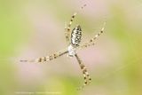 Argiope bruennichi / Tijgerspin- Wespspin