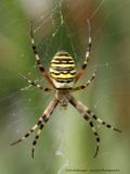 R6II0750 Wespspin.jpg
