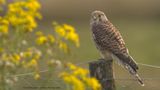 Falco Tinnunculus / Torenvalk / Kestrel