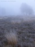 R6II1842-R6II1845 Winter Haaksbergerveen.jpg