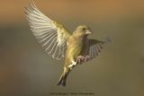 Chloris chloris / Groenling / European Greenfinch