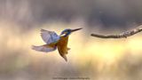 IJsvogel / Kingfisher