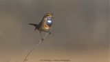 Luscinia svecica / Blauwborst / Bluethroat