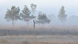 R6II6397 Mist.jpg