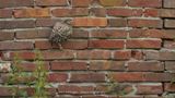 Athene noctua / Steenuil / Little owl