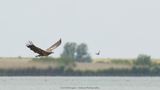 Haliaeetus albicilla / Zeearend / White-tailed Eagle