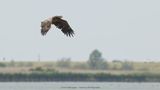 Haliaeetus albicilla / Zeearend / White-tailed Eagle