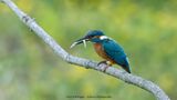 Alcedo atthis / IJsvogel / Kingfisher