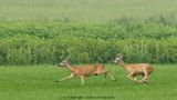 Capreolus capreolus / Ree / Roe Deer