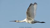 Platalea Leucorodia / Lepelaar / Eurasian Spoonbill