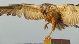 Circus Aeruginosus / Bruine Kiekendief / Western Marsh Harrier