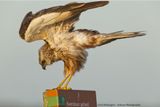 Circus Aeruginosus / Bruine Kiekendief / Western Marsh Harrier