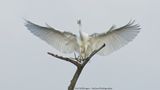 R6II6797-grote Zilverreiger.jpg