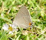 Gray Hairstreak