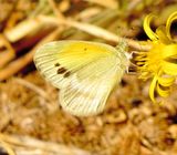 Dainty Sulphur