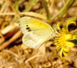 Dainty Sulphur