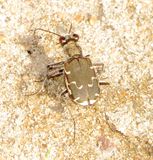 Bronzed Tiger Beetle