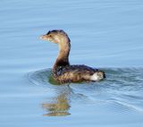 Pied-Billed Grebe