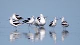 American Avocet