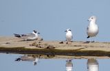Franklins Gull, Forsters Tern and Ring-Billed Gull