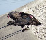 Turkey Vulture
