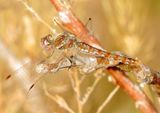 Variegated Meadowhawk