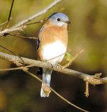 Eastern Bluebird