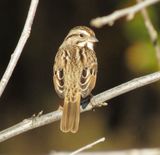 Song Sparrow