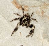 Canopy Jumping Spider