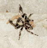 Canopy Jumping Spider