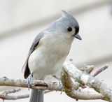 Tufted Titmouse