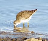 Long-Billed Dowitcher