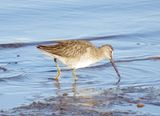 Long-Billed Dowitcher