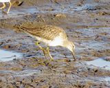 Long-Billed Dowitcher