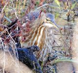 American Bittern